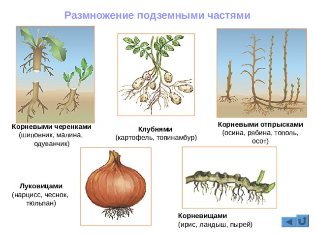 Кракен shop